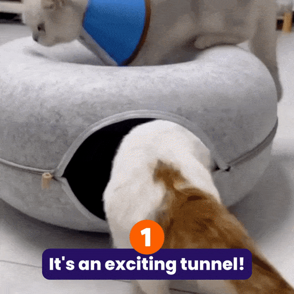Two cats playing on a bed tunnel 