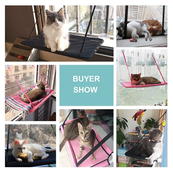 Happy cats on hammocks
